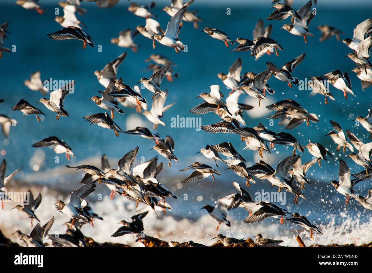 Turnstones (Arenaria interpres) and Purple sandpipers (Calidris maritima) over wintering on the beaches of the Orkney Isles, Scotland, UK, April. Stock Photo
