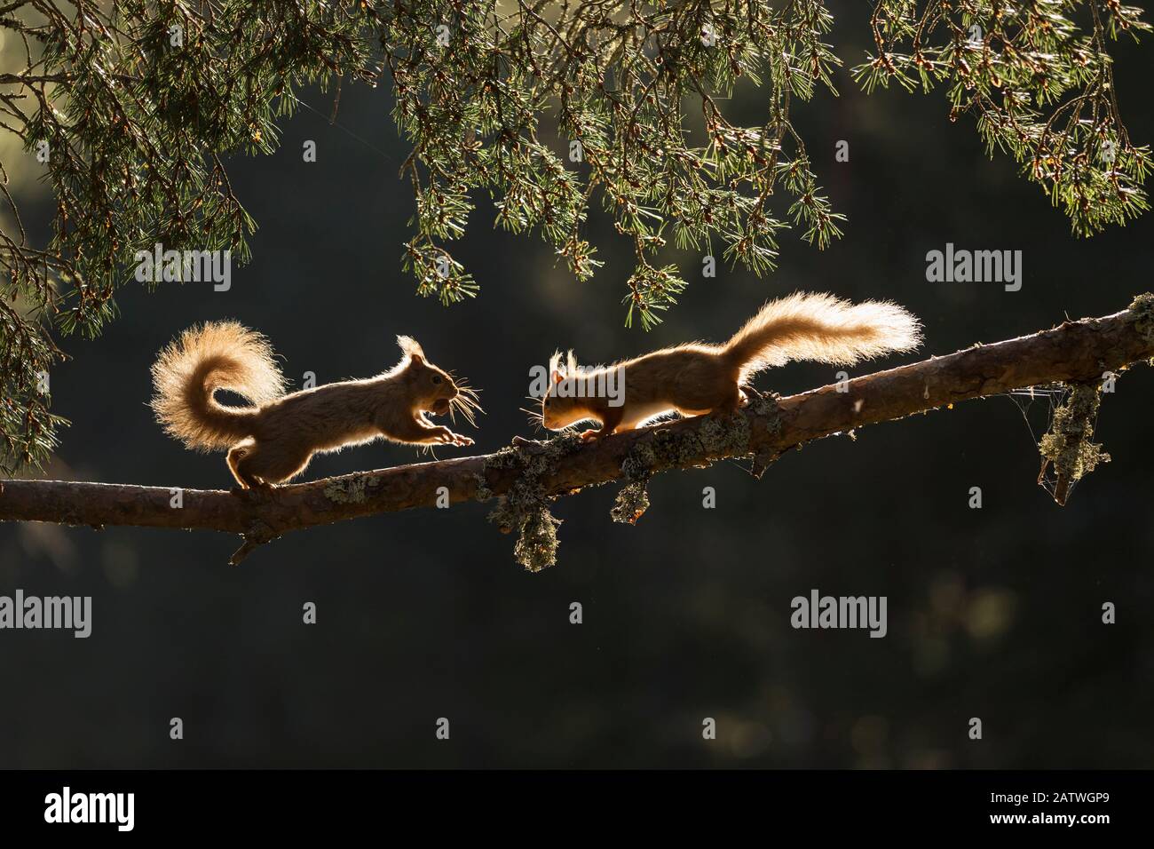 Red squirrel, (Sciurus vulgaris), two backlit on pine branch, Cairngorms National Park, Scotland, UK.May Stock Photo