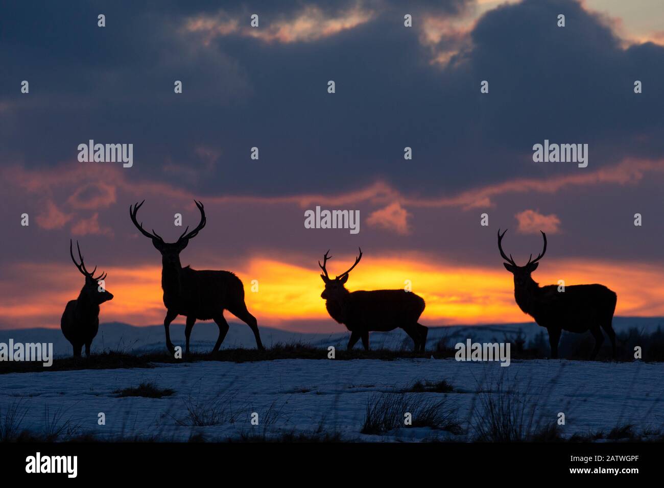 Red deer, (Cervus elaphus), stags silhouetted at sunset in winter, Scotland, UK.February Stock Photo