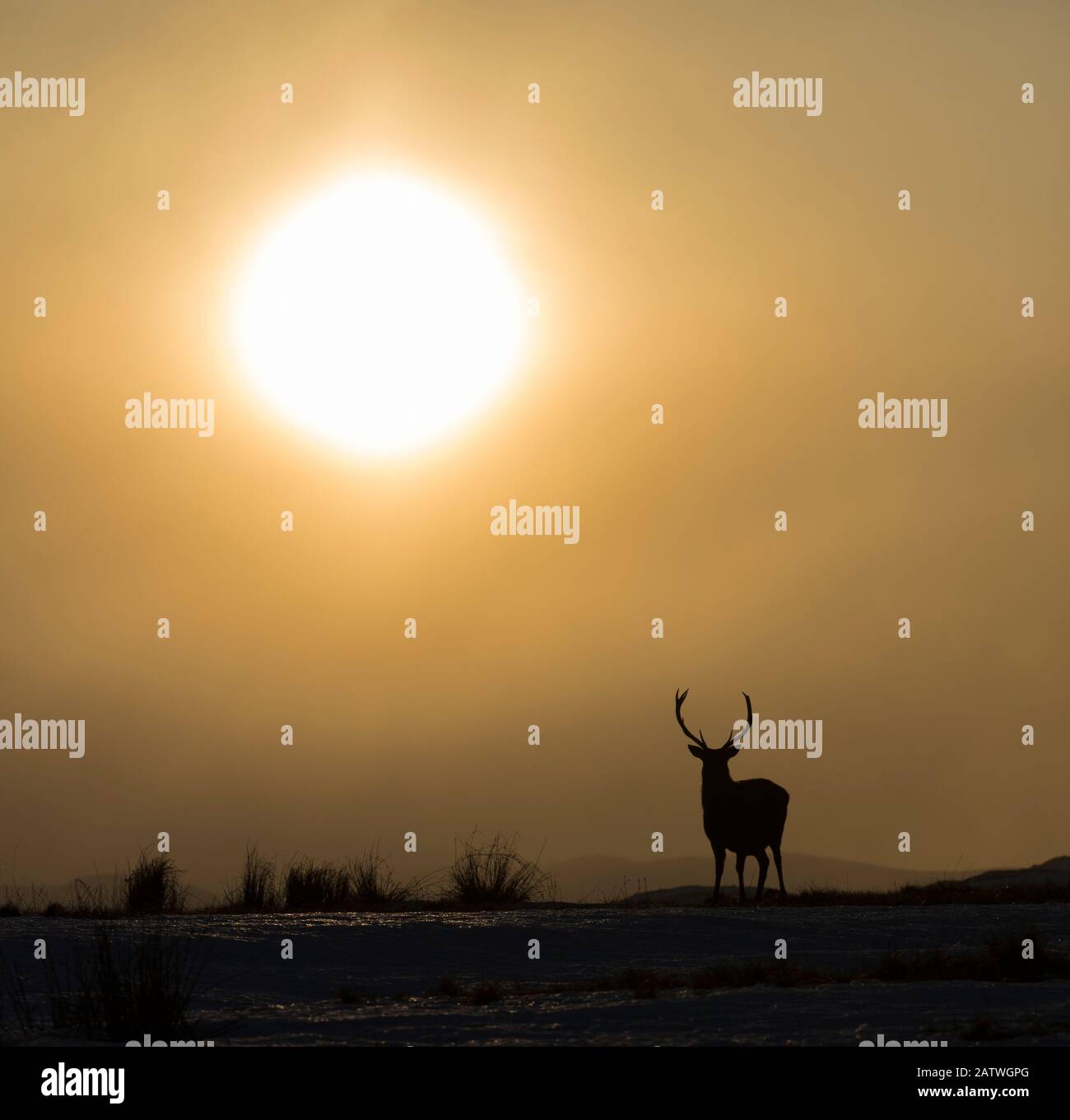 Red deer, (Cervus elaphus), stag silhouetted at sunset, Scotland, UK.February Stock Photo