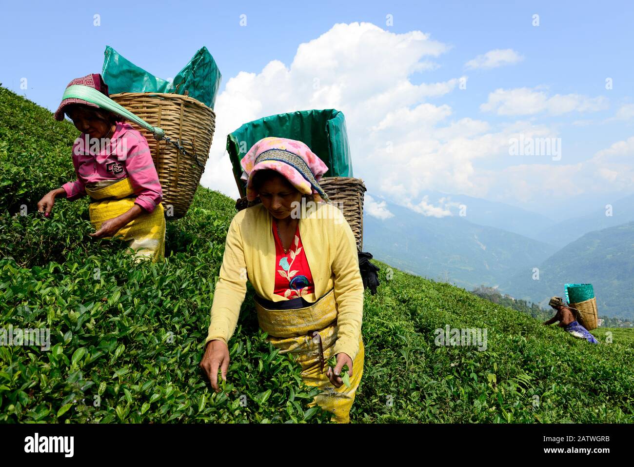Women picking Tea (Camelia sinensis) leaves by hand in organic tea fields, Temi Tea Garden, Sikkim, India, October 2018. Stock Photo
