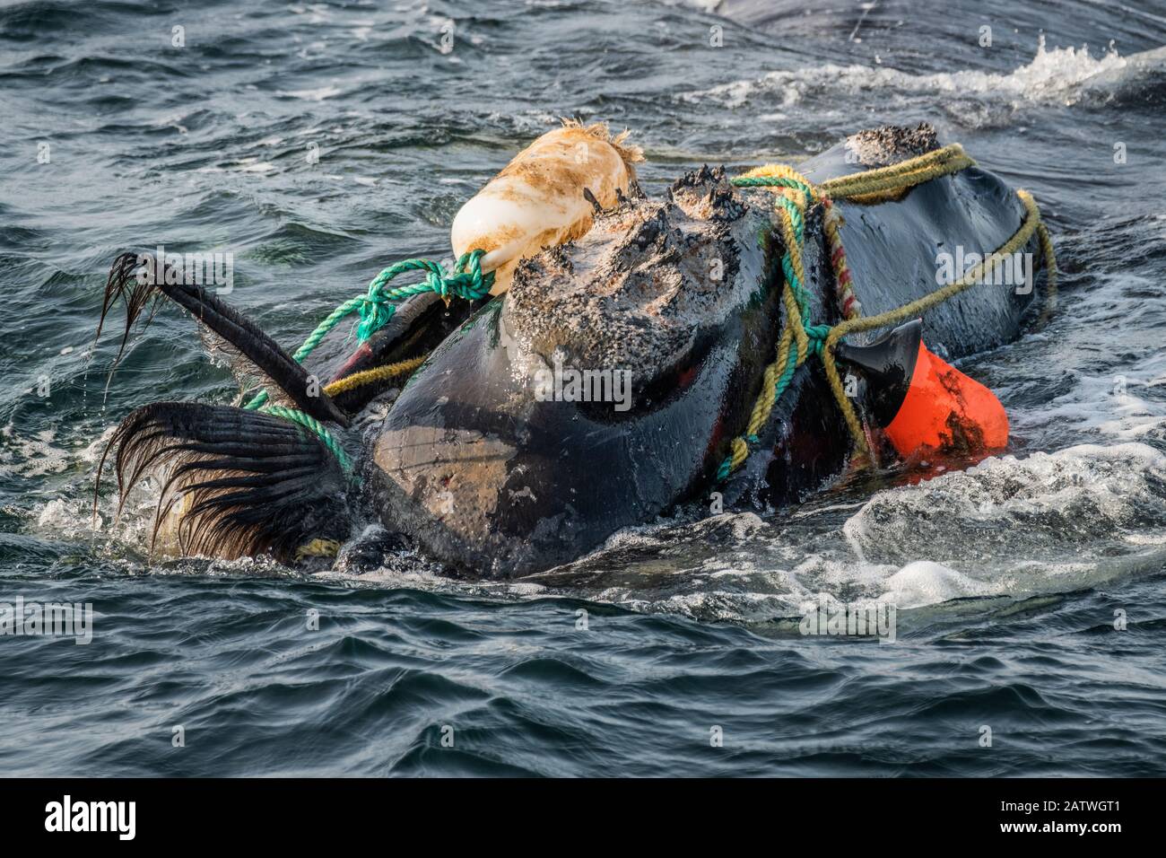 Fishing ropes wrap around the head and mouth, damaging the baleen of a severely entangled North Atlantic right whale (Eubalaena glacialis) in the Gulf of Saint Lawrence, Canada. Fishing gear entanglement is a leading cause of death in North Atlantic right whales. IUCN Status: Endangered. July Stock Photo