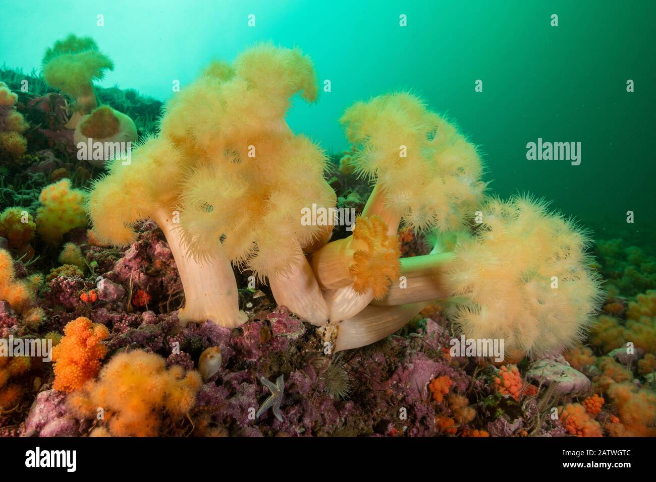 A group of frilled anemones (Metridium senile) off Bonaventure Island in the Gulf of Saint Lawrence, Quebec, Canada. September. Stock Photo