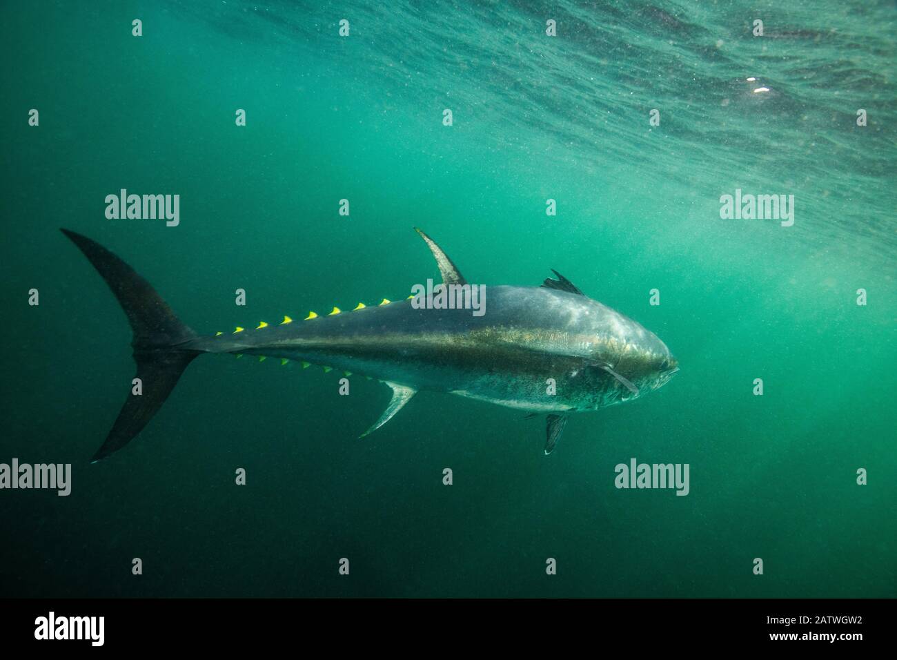 Atlantic bluefin tuna (Thunnus thynnus) off Antigonish, Nova Scotia, Canada. October . Stock Photo