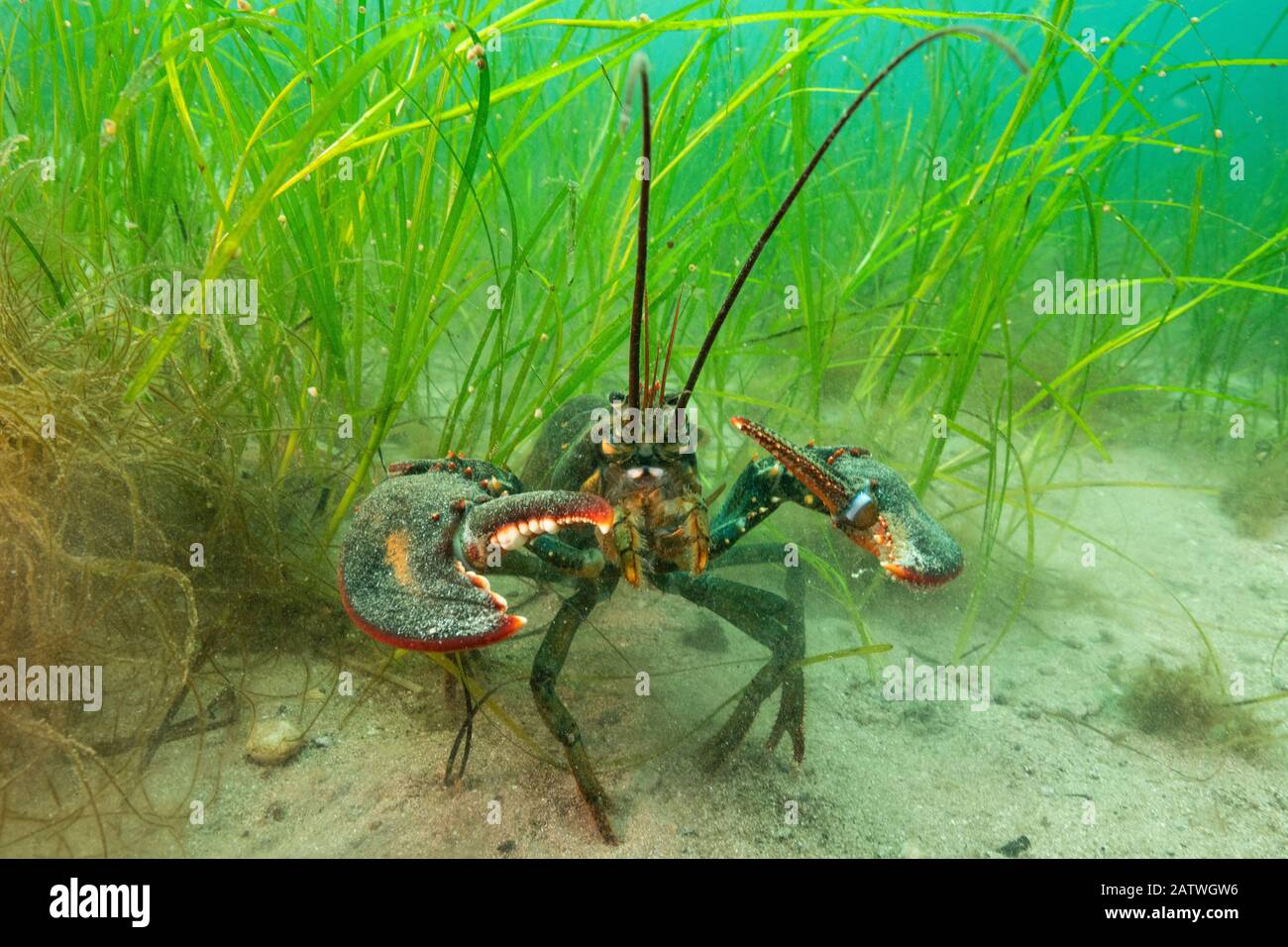 American lobster (Homarus americana) in eelgrass (Zostera marina). Nova Scotia, Canada. July Stock Photo