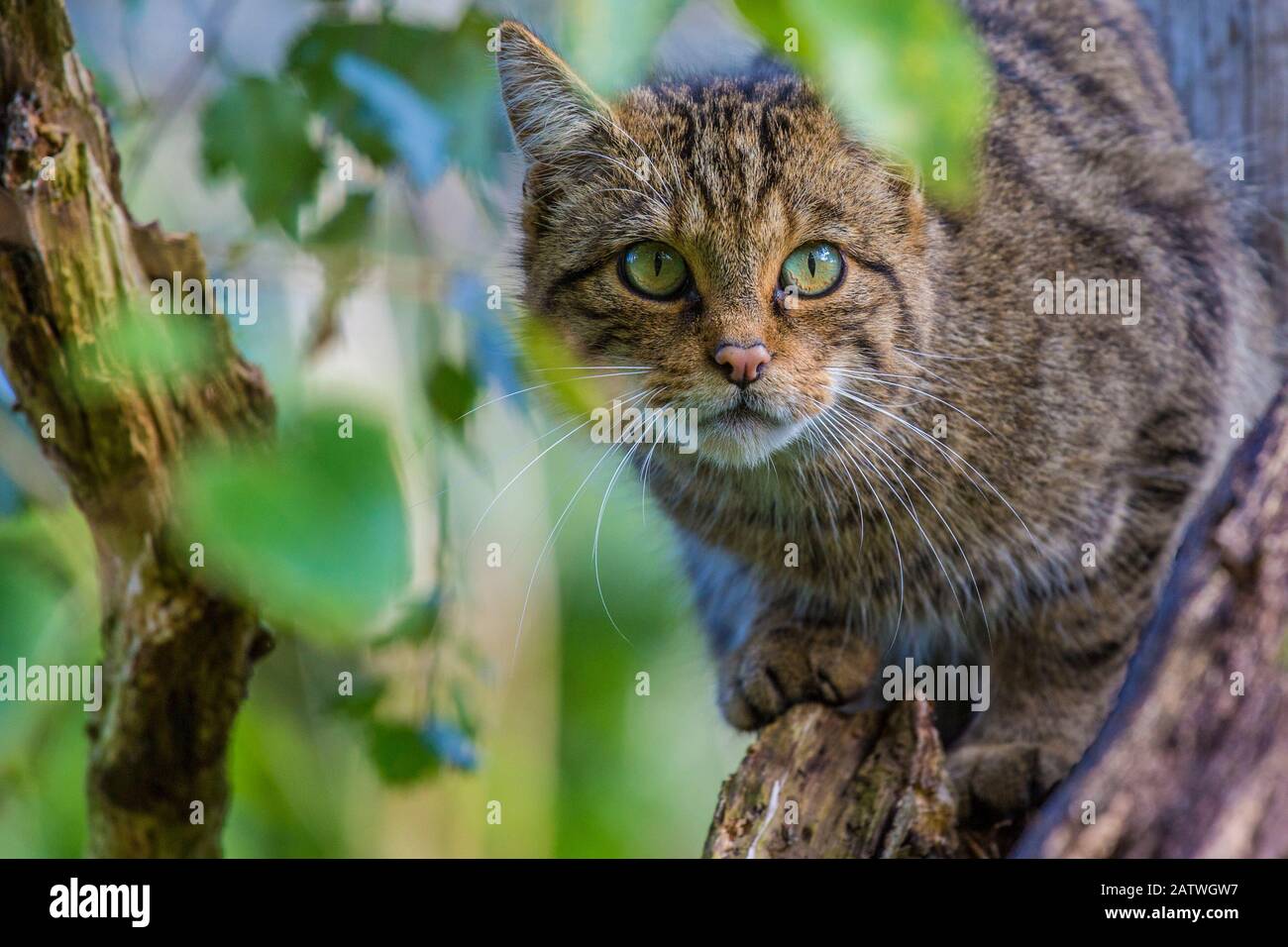 Scottish wildcat (Felis silvestris grampia) captive, endemic to Scotland. September Stock Photo