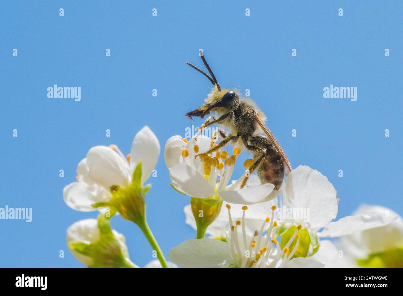 Mining bee (Andrena sp.), harvesting pollen from anthers of Cherry tree (Prunus sp.) Ripon Wisconsin USA, May. Stock Photo