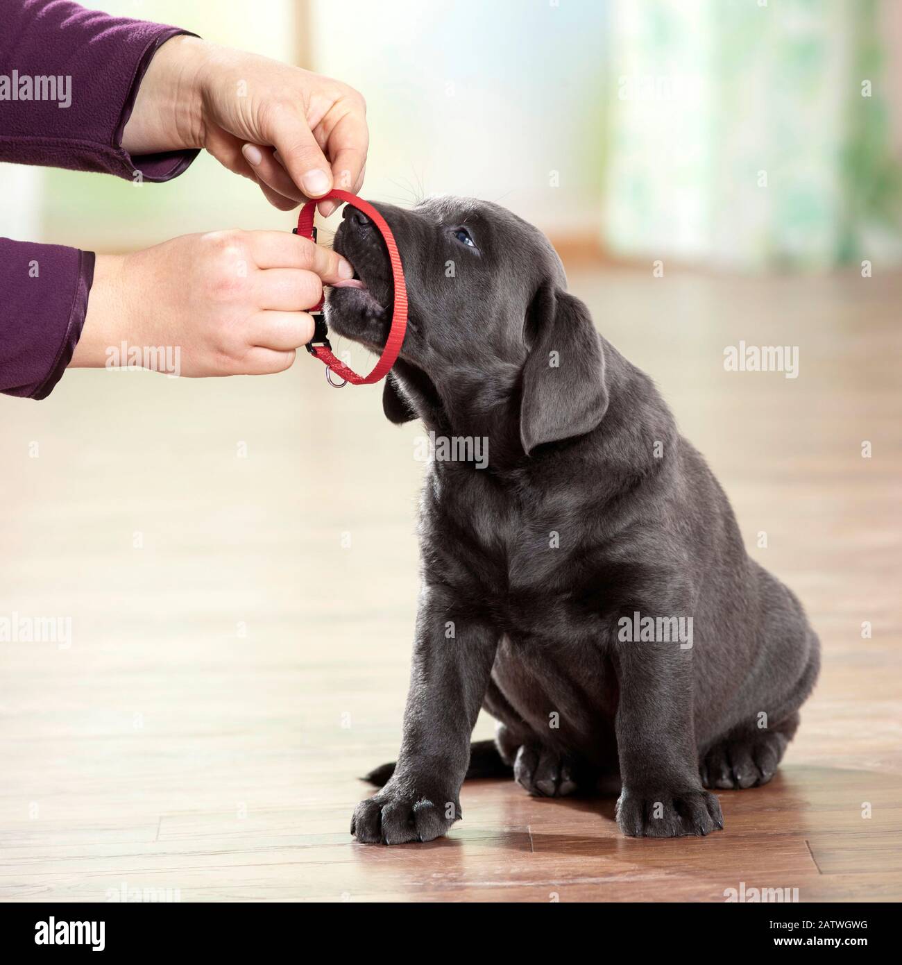 Labrador Retriever. Puppy getting used to a collar, encouraged by a treat. Germany.. Stock Photo