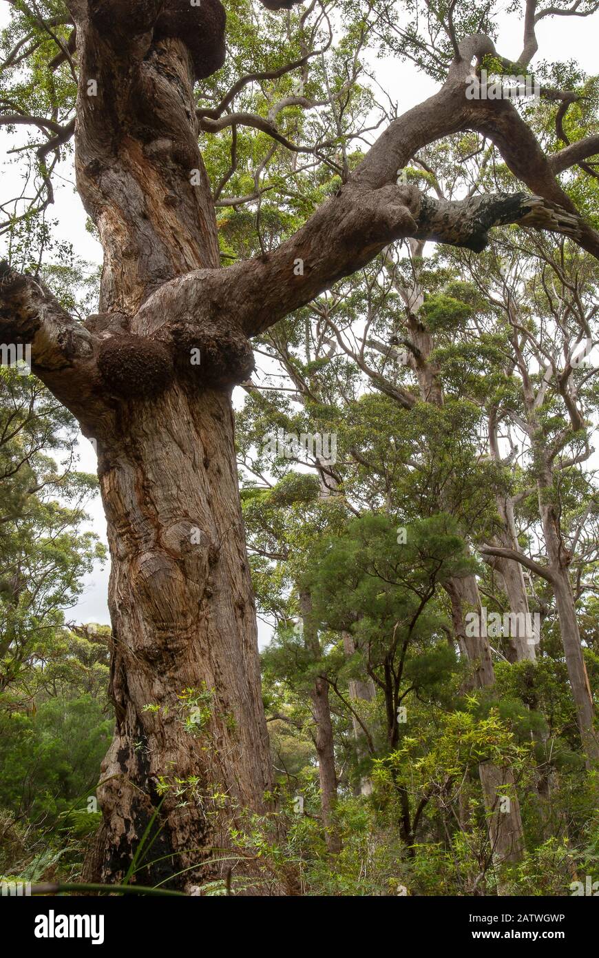 Red tingle tree (Eucalyptus jacksonii), Western Australian endemic plant, Walpole-Nornalup National Park, Western Australia. Stock Photo