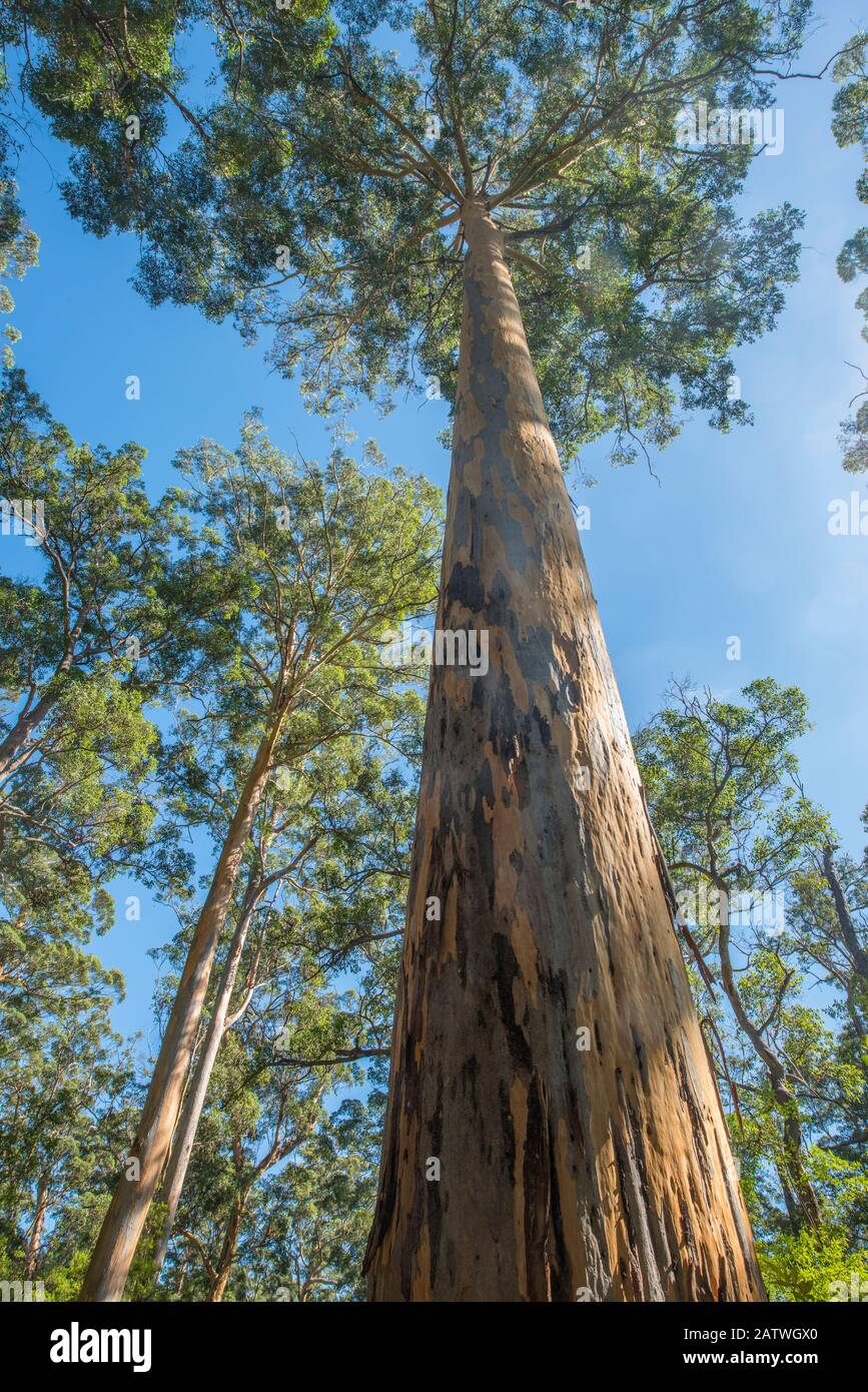 Karri (Eucalyptus diversicolor), third tallest tree in the world