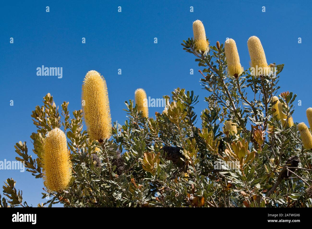 Sceptre Banksia (Banksia sceptrum), Western Australian endemic plant, Kalbari National Park, Western Australia. December 2011 Stock Photo