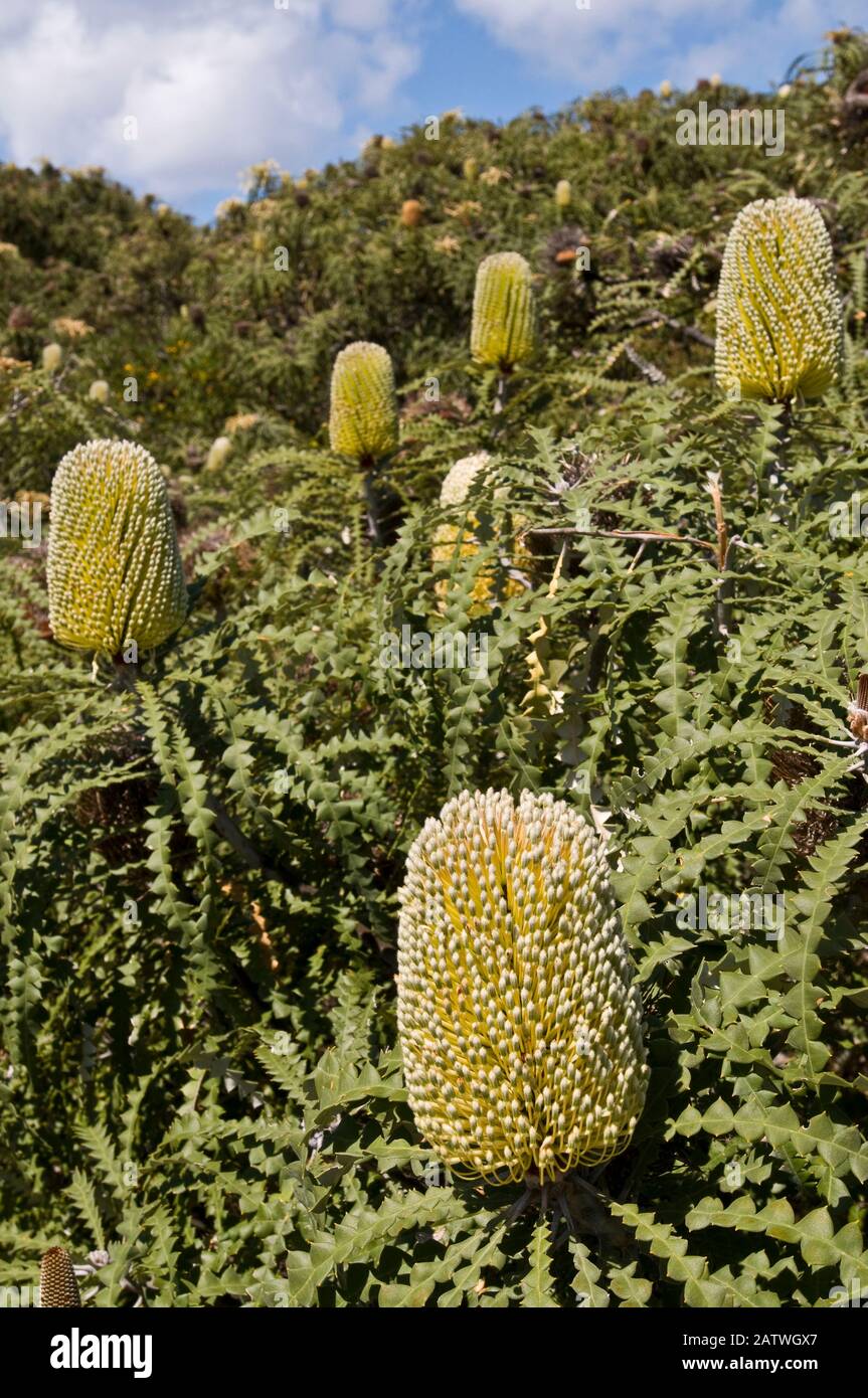 Showy Banksia (Banksia speciosa), Western Australian endemic plant, Cape Arid National Park, Western Australia. Stock Photo
