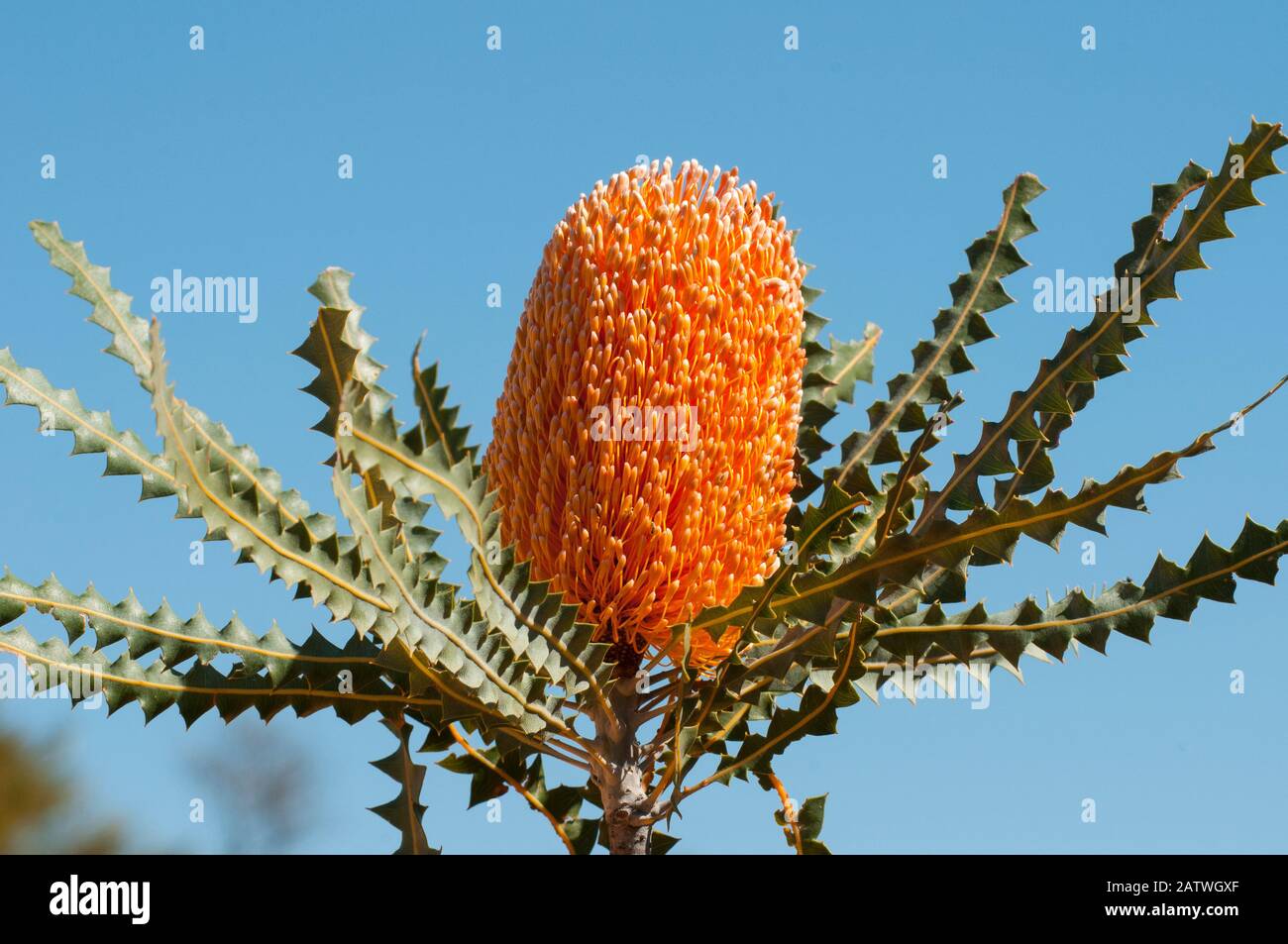 Woolly-orange banksia (Banksia victoriae), Western Australian endemic plant, Western Australia, Bindoo Hill Nature Reserve, September 2014 Stock Photo