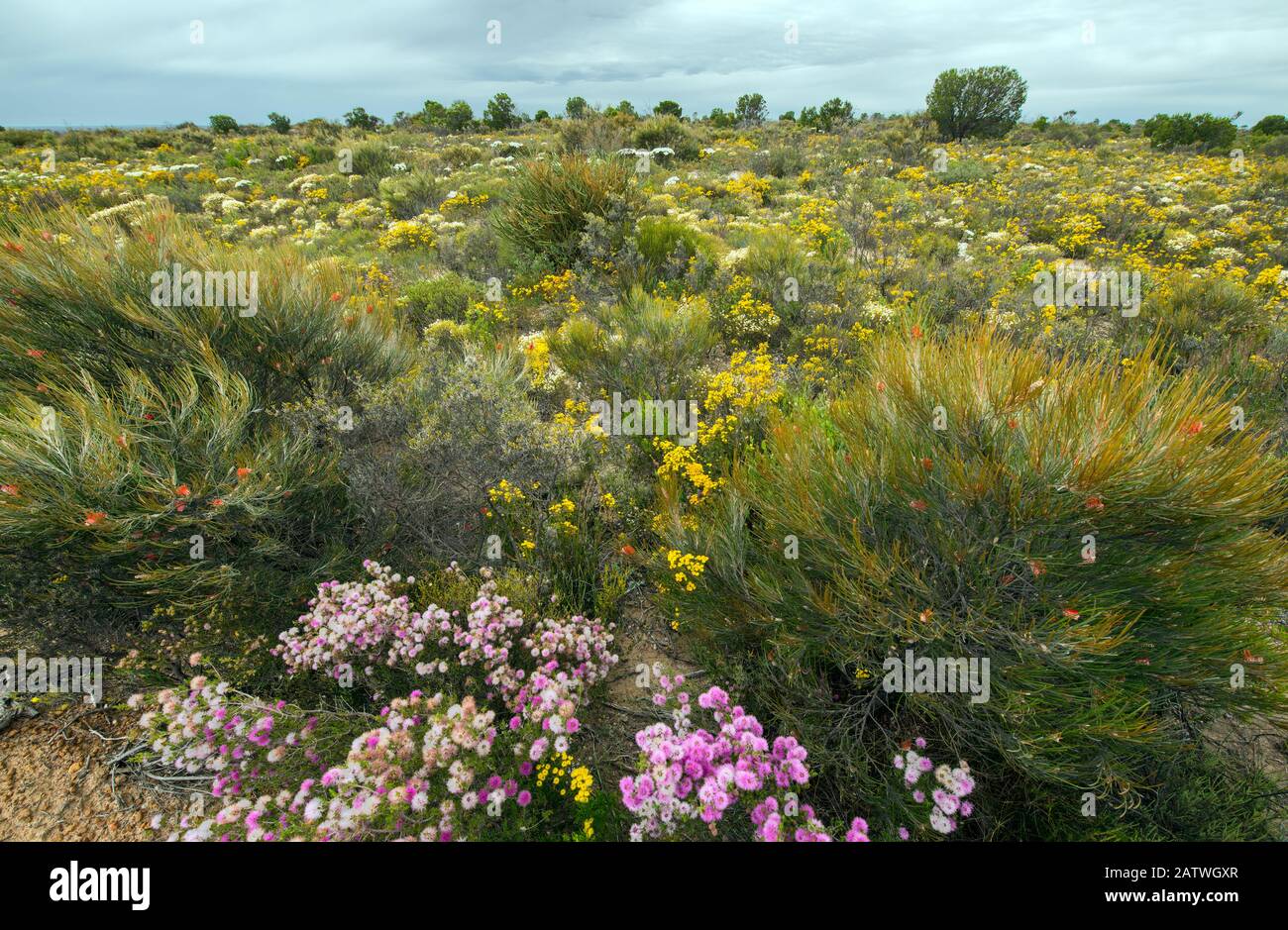 Biodiversity of flora in heath / Kwongan habitat, Wheatbelt, Frank Hann National Park, November 2013 Stock Photo