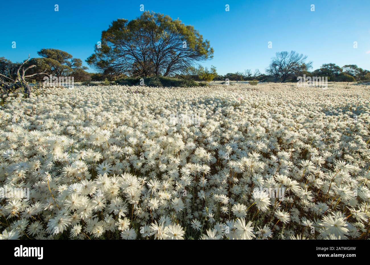 Carpet of annual everlasting daisies, Everlastings (Rhodanthe chlorocephala subsp. splendida) in flower, Midwest, Karara Rangelands, Western Australia. September 2018 Stock Photo
