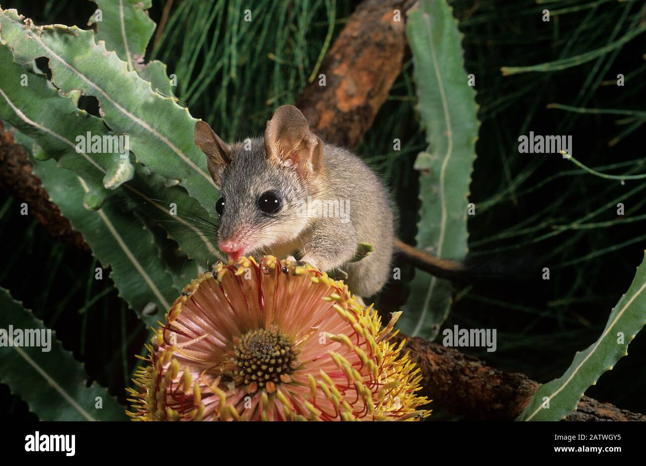 Red-tailed phascogale (Phascogale calura) feeding on a Banksia flower, Wheat-belt Region of Western Australia, Endangered species. Stock Photo