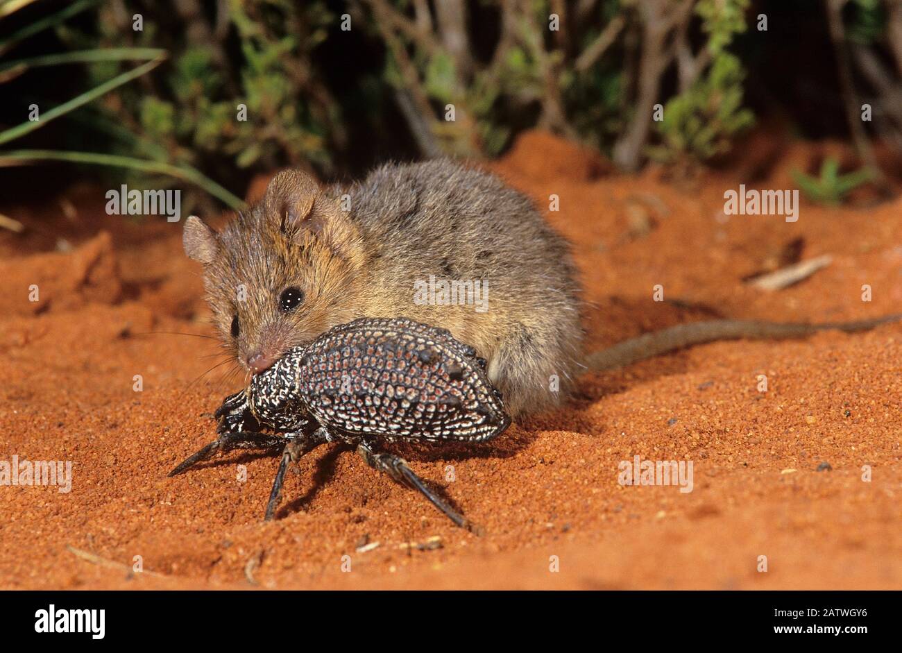 Woldai Insect Great victoria desert western australia hi-res stock photography and ...