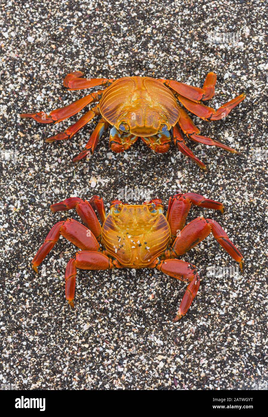 Sally lightfoot crabs (Grapsus grapsus) on the beach at Puerto Egas, Santiago Island, Galapagos, May. Stock Photo