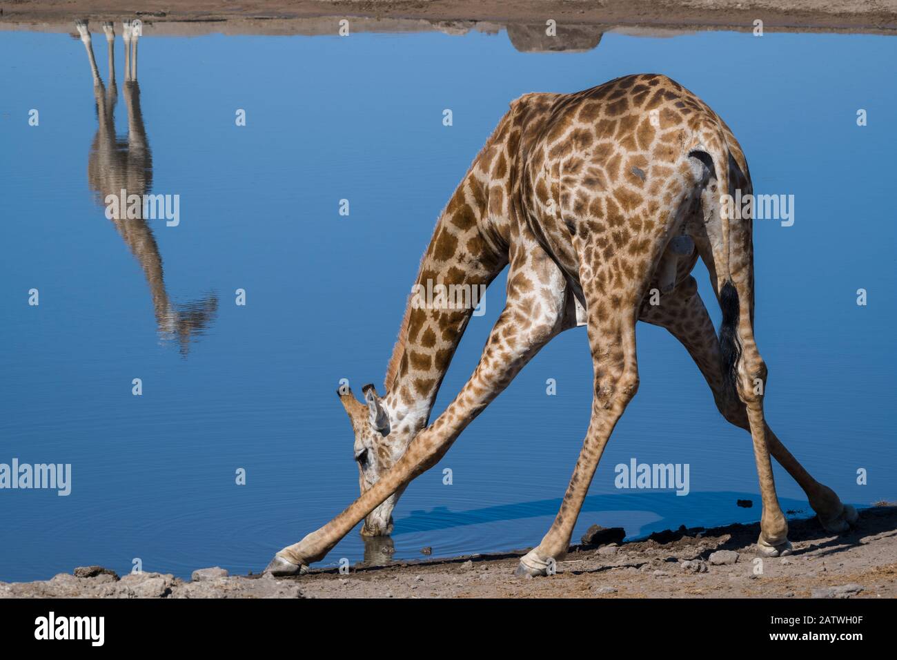 Common giraffe (Giraffa tippelskirchi) bending to drink at a waterhole, with another standing on the opposite side of the pool reflected in the water. Klein Namutoni waterhole, Etosha National Park, Namibia, May. Stock Photo