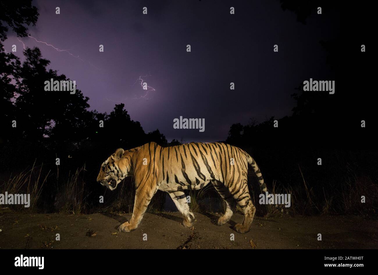 Bengal tiger (Panthera tigris tigris) walking at night, with monsoon clouds and lightning. Kanha National Park, Central India. Dominant male (T29) Stock Photo