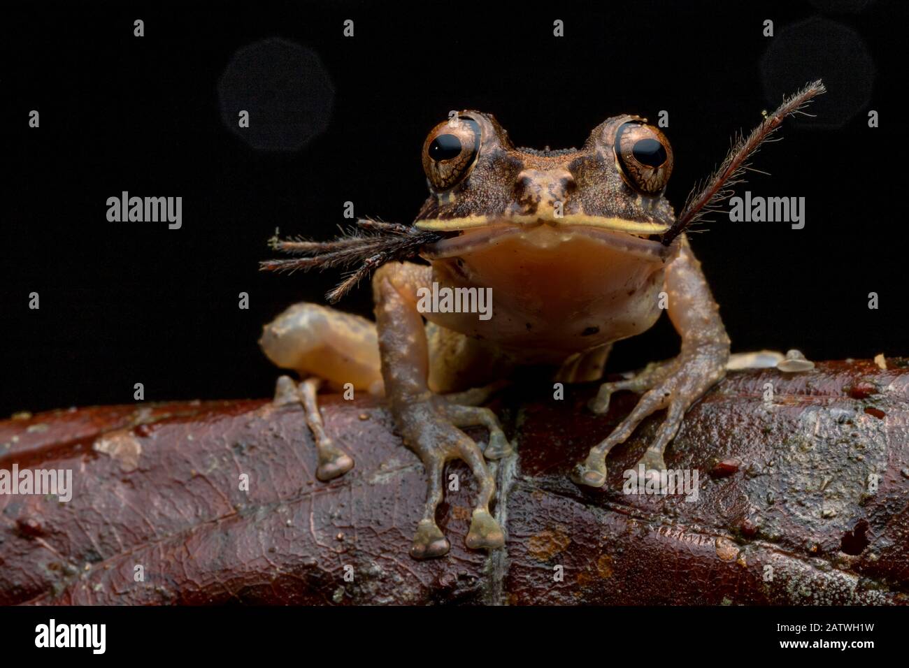 Labiated rainfrog (Pristimantis labiosus) feeding on spider prey, Mashpi, Pichincha, Ecuador Stock Photo