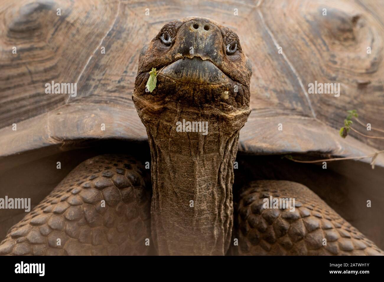 Sierra Negra giant tortoise (Chelonoidis guntheri) Isabela Island, Galapagos Islands. Stock Photo