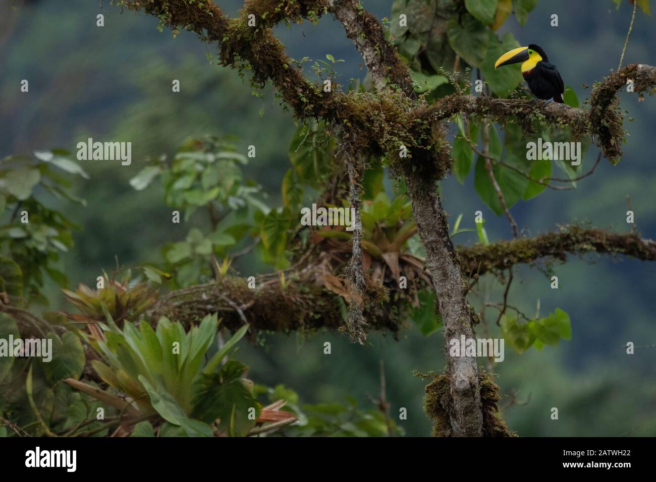 Choco Toucan (Ramphastos brevis) on a tree with epiphytes, Mashpi ...