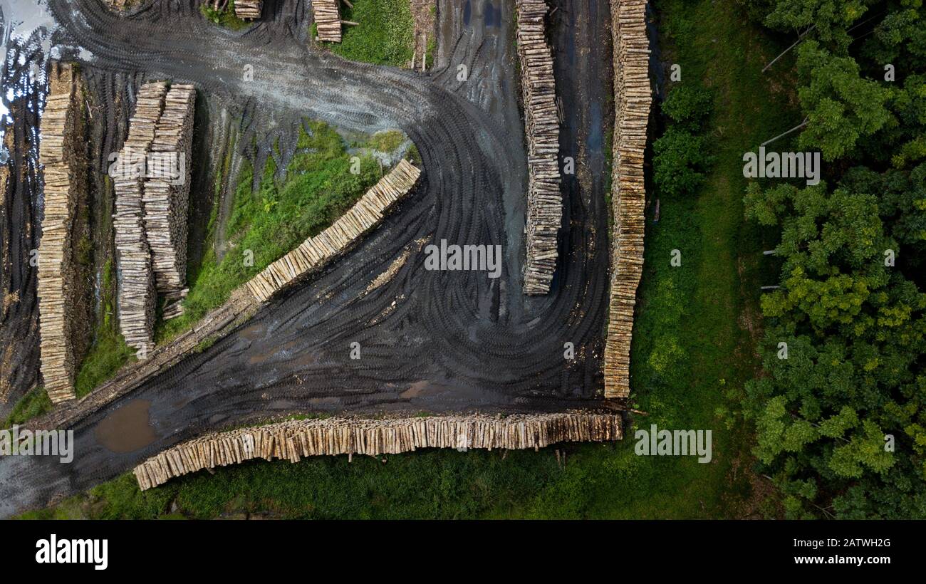 Aerial view of cut tree trunks in deforested Ecuadorian Choco, Esmeraldas, Ecuador Stock Photo
