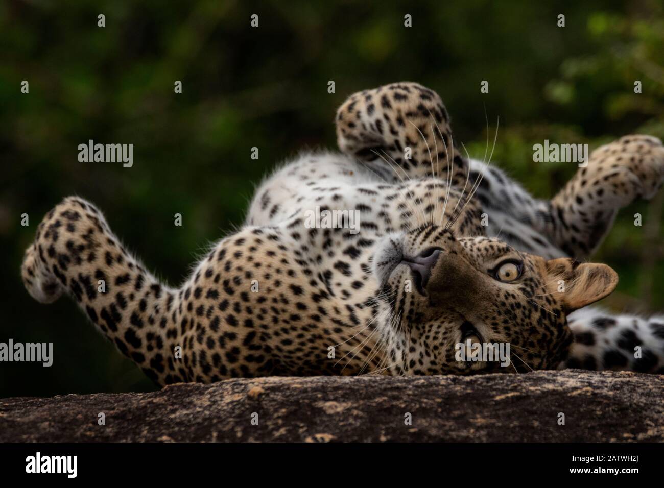 Sri Lankan leopard (Panthera pardus kotiya) rolling on its back, Yala National Park, Sri Lanka Stock Photo