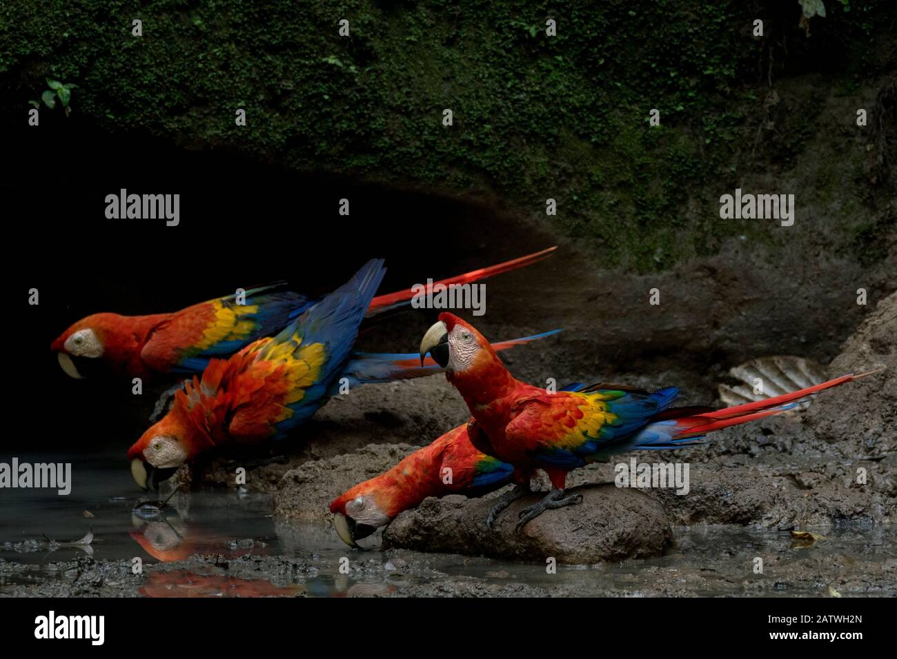 Scarlet Macaws (Ara macao) drinking water inside an Amazonian claylick. Yasuni National Park, Orellana, Ecuador Stock Photo