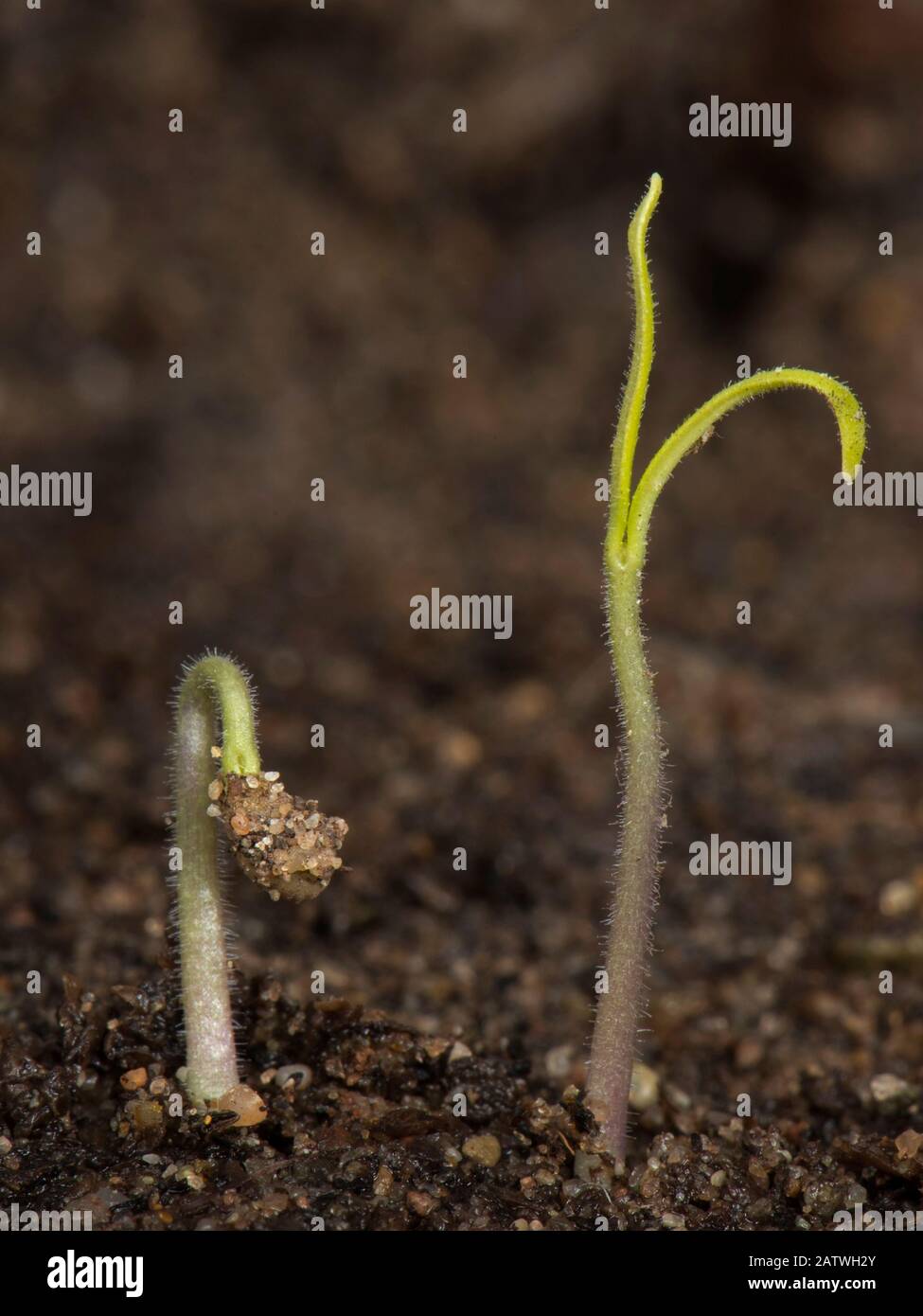 Gardeners delight, Cherry tomato seedling just germinated with cotyledons above the soil Stock Photo