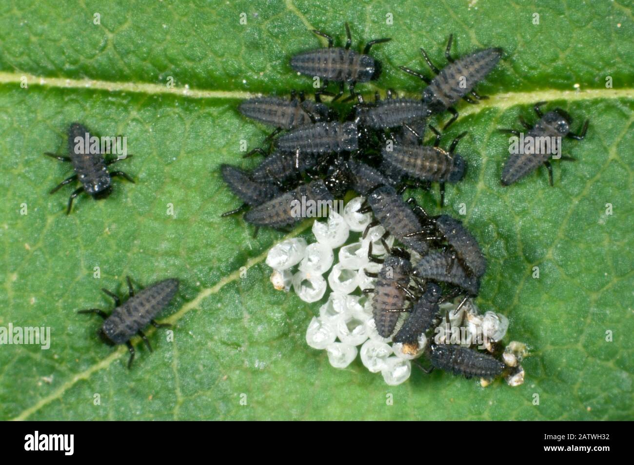 Ladybug egg hatch hires stock photography and images Alamy