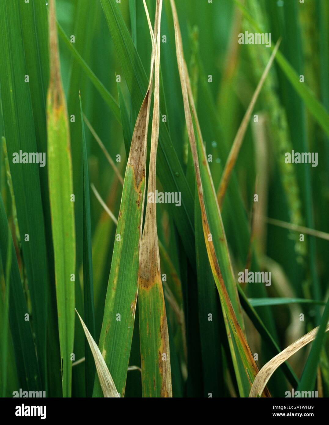 Leaf tipping on Rice (Oryza sativa) caused by Leaf scald (Microdochium oryzae) disease, Thailand Stock Photo