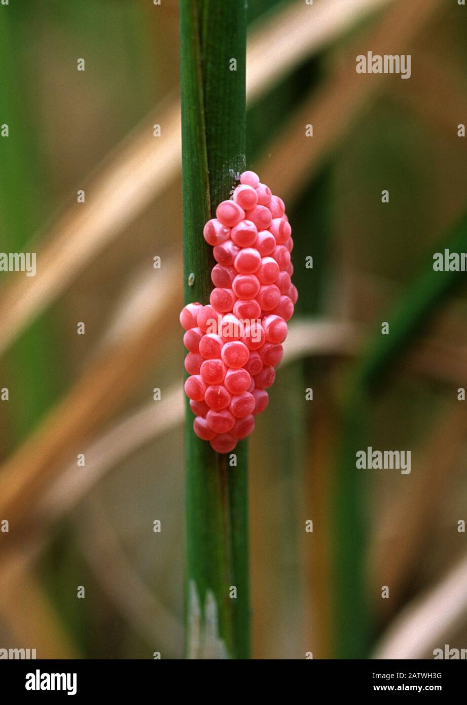 Eggs Of Golden Apple Snail Channelled Apple Snail Pomacea Caniculata In A Rice Oryza Sativa Paddy Luzon Philippines Stock Photo Alamy