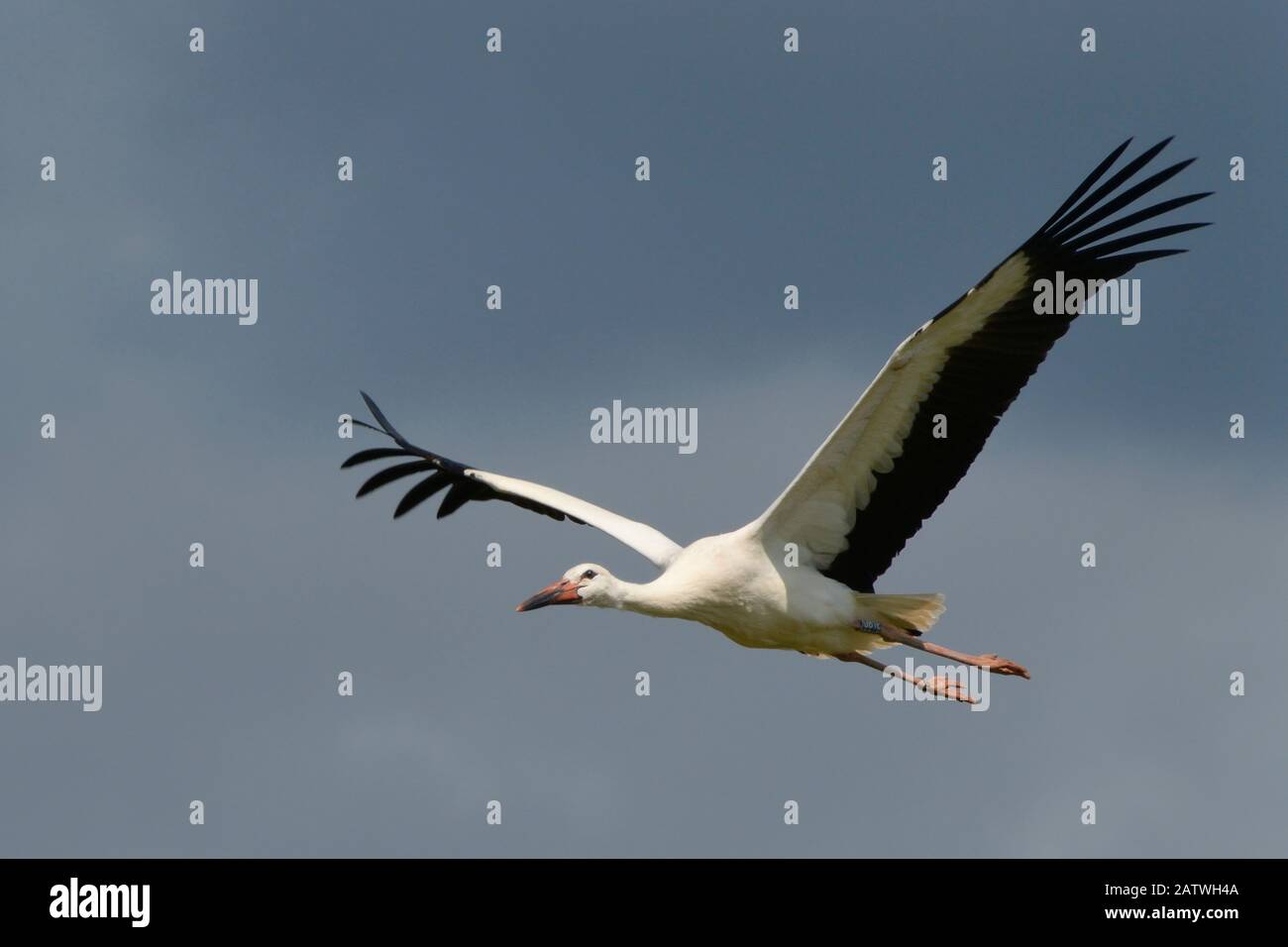 Captive reared juvenile White stork (Ciconia ciconia) in flight over the Knepp Estate soon after release, Sussex, UK, August 2019. Stock Photo