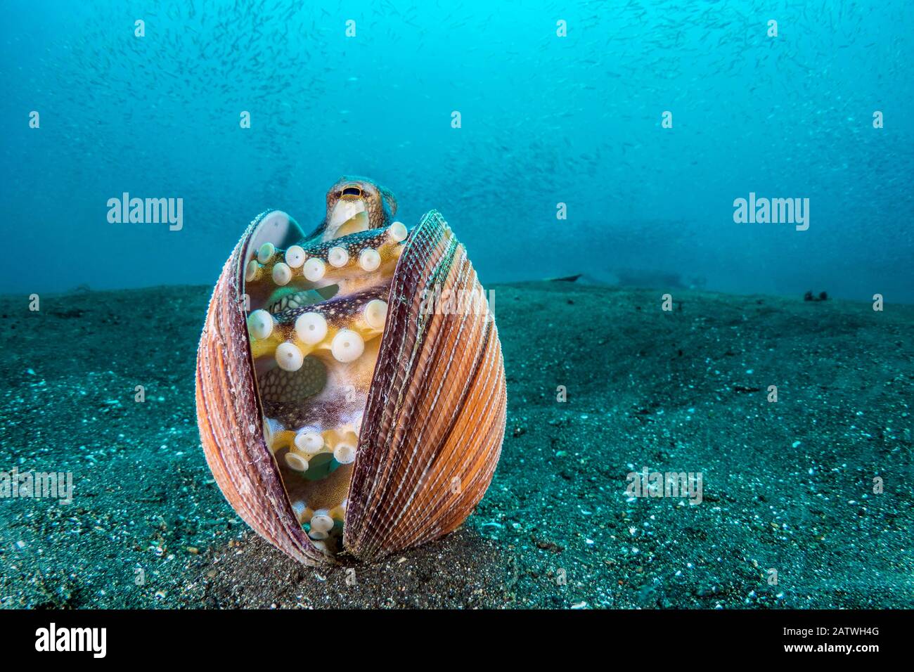 Veined octopus (Amphioctopus marginatus) shelters inside an old clam shell, with silver-sides in the water above. Bitung, North Sulawesi, Indonesia. Lembeh Strait, Molucca Sea. Stock Photo