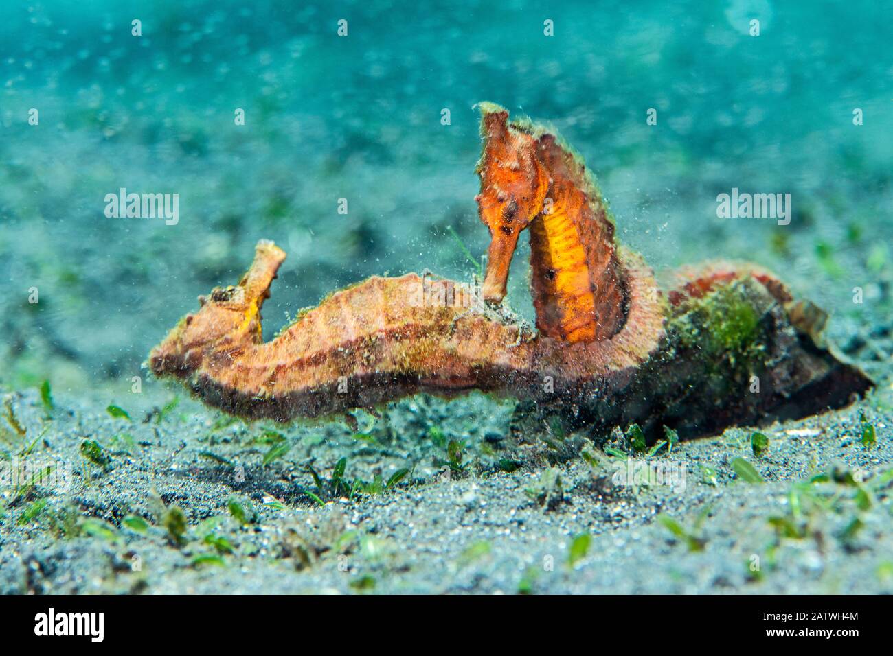 Two female Common seahorses (Hippocampus kuda) fighting over territory on the seabed. The brief fight was preceeded by a ritualised, synchronised parade. Bitung, North Sulawesi, Indonesia. Lembeh Strait, Molucca Sea. Stock Photo
