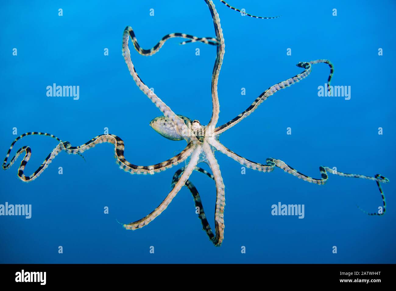 Free swimming mimic octopus (Thaumoctopus mimicus). Bitung, North Sulawesi, Indonesia. Lembeh Strait, Molucca Sea. Stock Photo