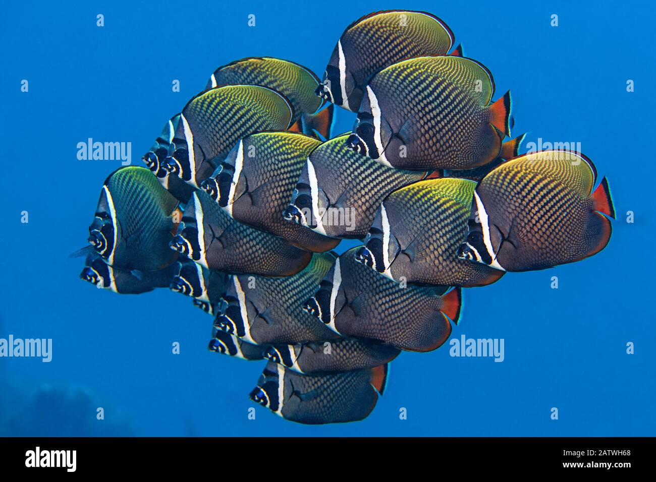 School of White collar butterflyfish (Chaetodon collare) pack together above a coral reef. North Male Atoll, Maldives. Indian Ocean Stock Photo