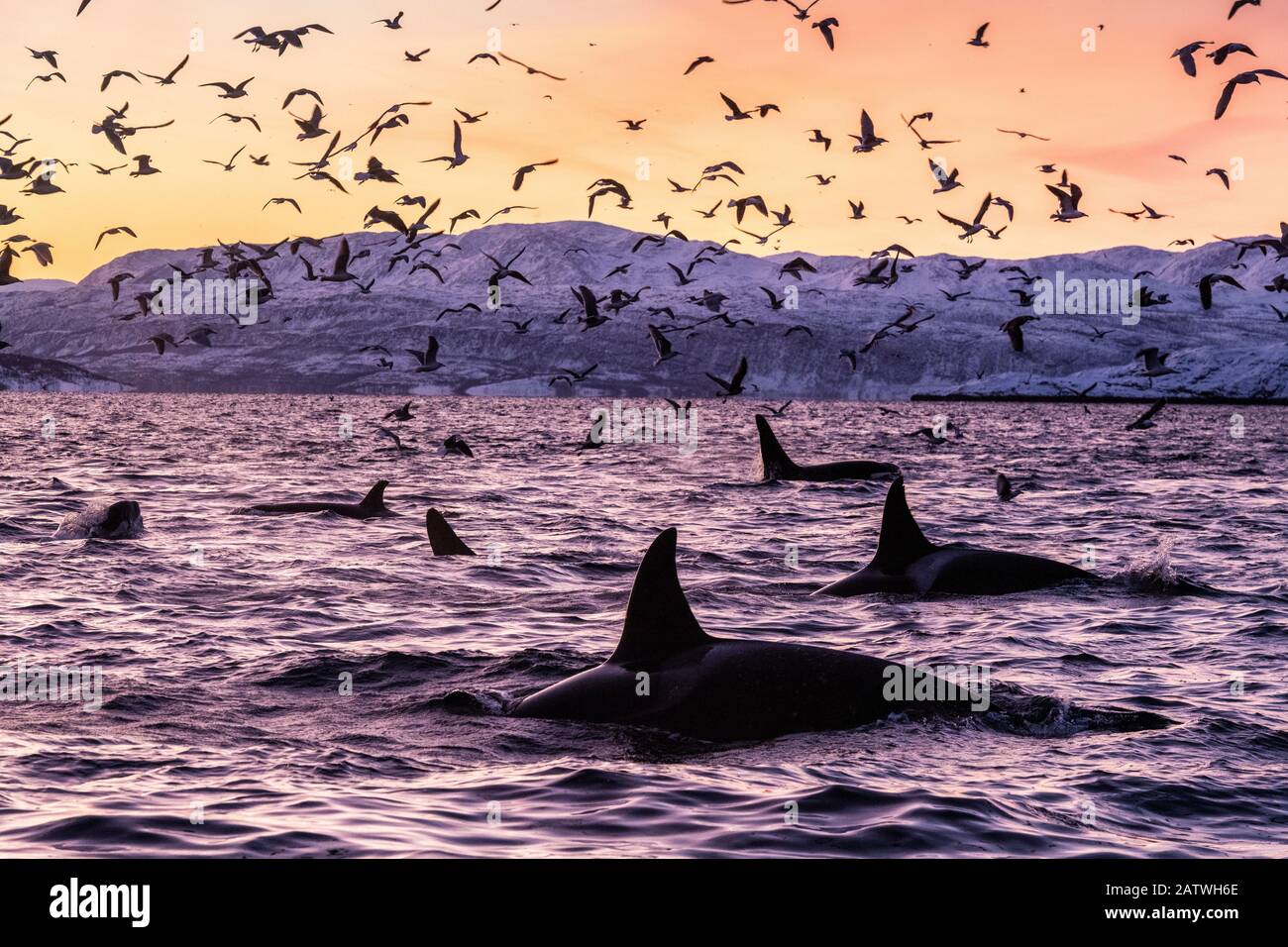 Killer whales (Orcinus orca) at the surface in an Arctic fjord in Spildra, northern Norway, with sea birds. Arctic Ocean Stock Photo
