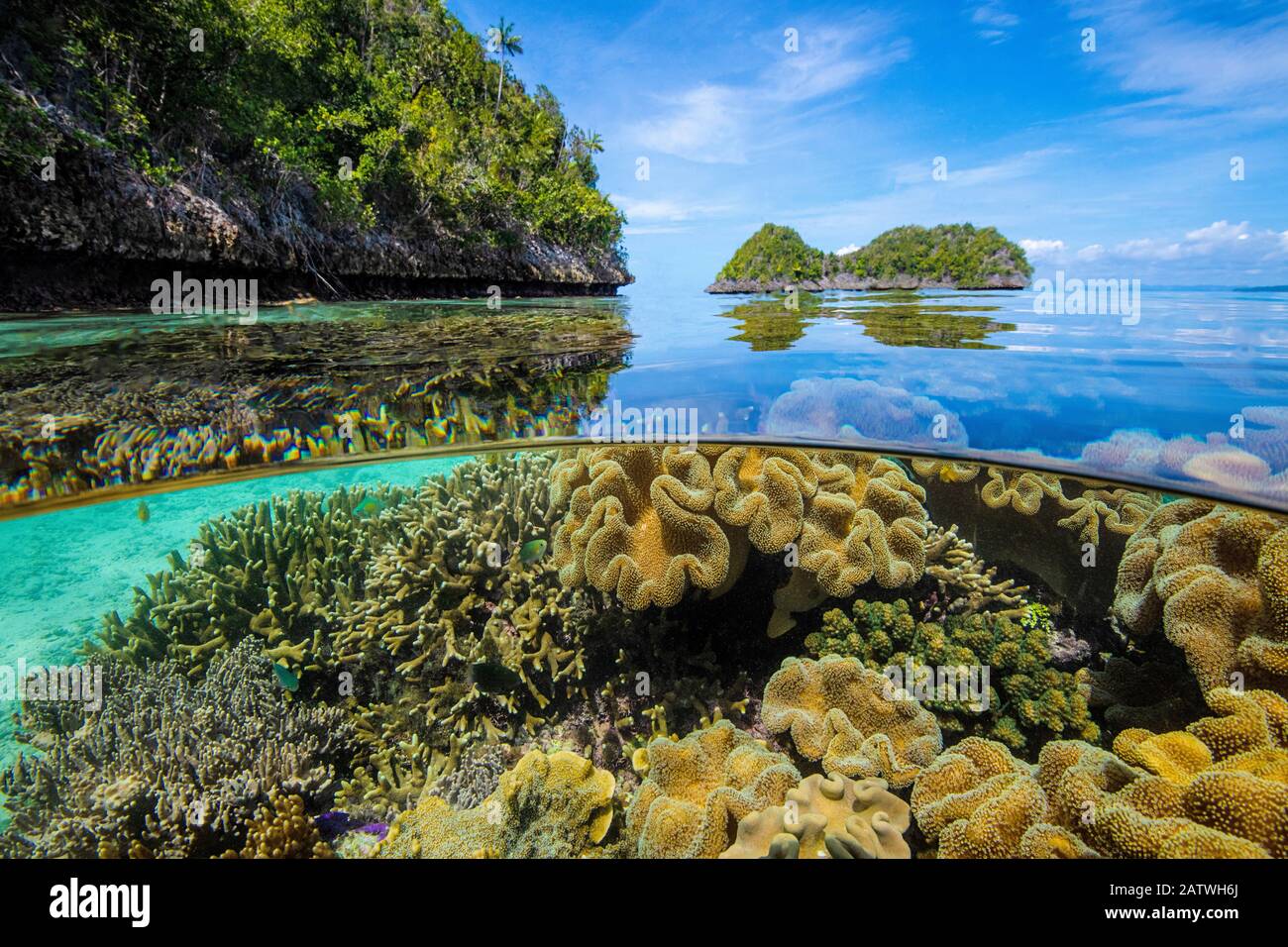 Split level image of Leather corals (Sarcophyton sp.) flourishing in shallow water close to uninhabited coral islands. Misool, Raja Ampat, West Papua, Indonesia. Ceram Sea. Tropical West Pacific Ocean. Digitally manipulated - another person removed from shot Stock Photo