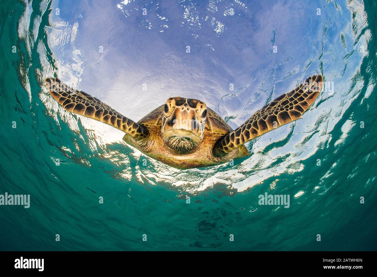 Green turtle (Chelonia mydas) descending after breathing at the surface. Misool, Raja Ampat, West Papua, Indonesia. Ceram Sea. Tropical West Pacific Ocean. Stock Photo