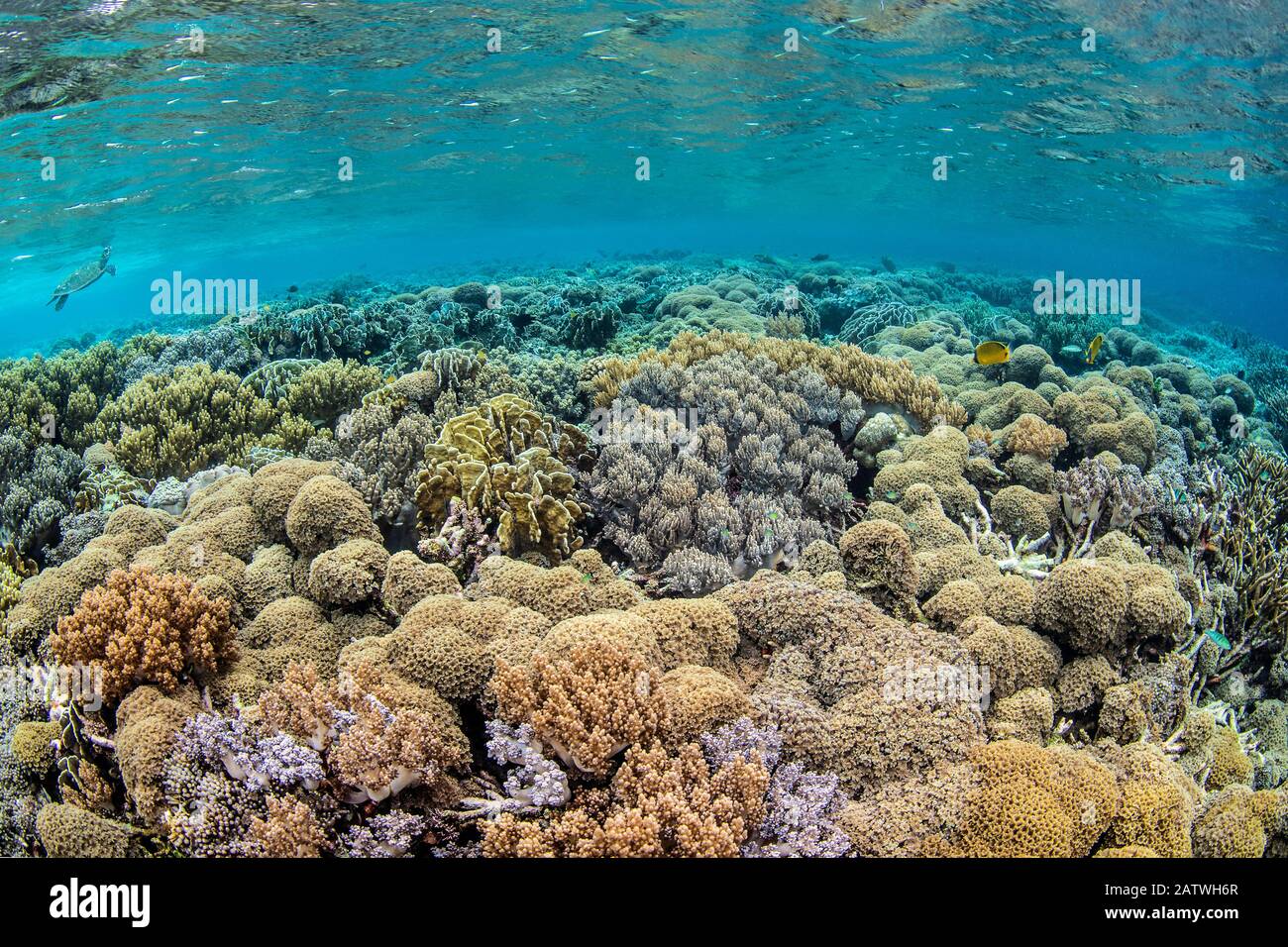 Coral (Lobophytum sp.) on a reef flat, with Hawksbill turtle (Eretmochelys imbricata) in background. Misool, Raja Ampat, West Papua, Indonesia. Ceram Sea. Tropical West Pacific Ocean. Stock Photo