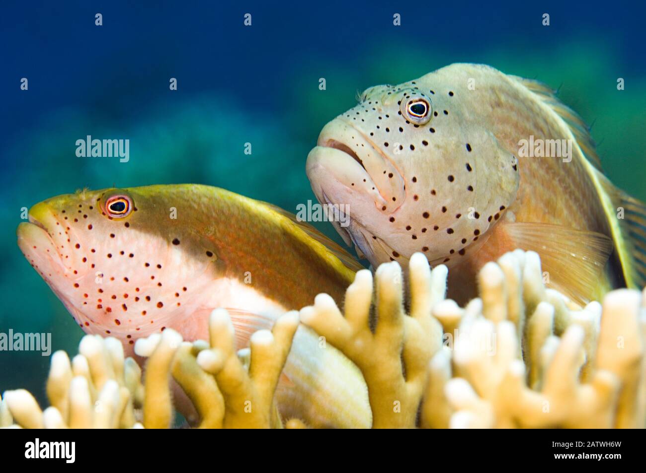 Forsters hawkfish (Paracirrhites forsteri) on a coral reef. Jackson Reef, Tiran, Sinai, Egypt. Strait of Tiran, Gulf of Aqaba, Egypt. Stock Photo