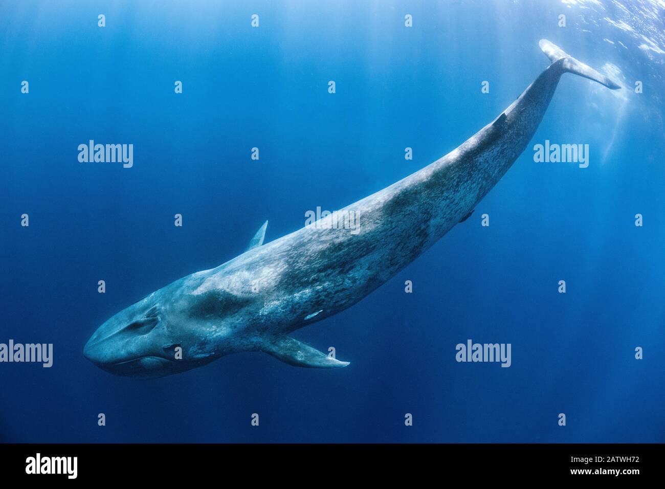 Blue whale (Balaenoptera musculus) swims beneath the surface of the ocean. Indian Ocean, off Sri Lanka. Stock Photo