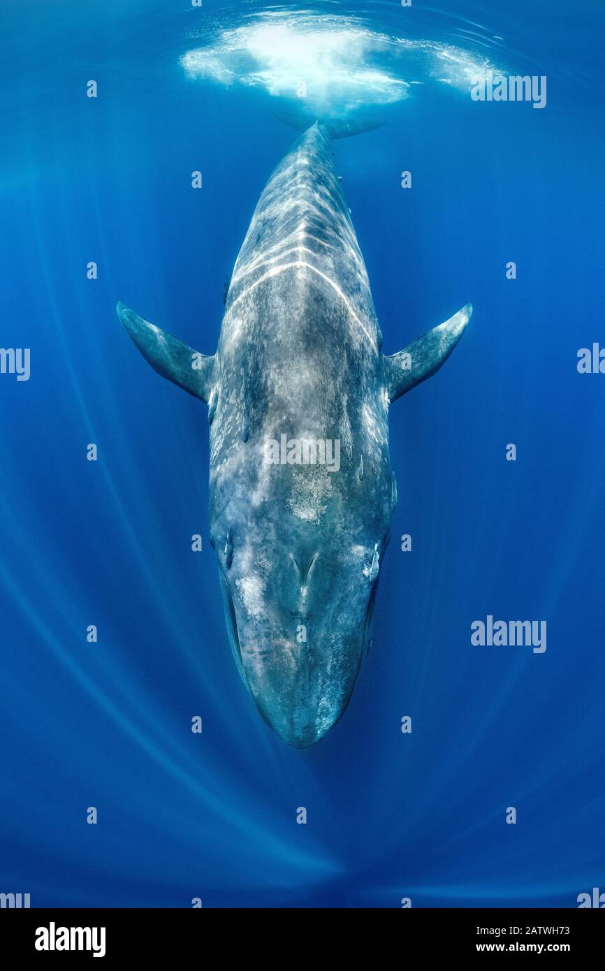 Blue whale (Balaenoptera musculus) swimming beneath the surface of the ocean. Indian Ocean, off Sri Lanka. Stock Photo