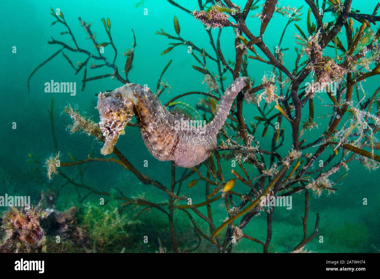Portrait of a male short snouted seahorse (Hippocampus hippocampus) in sea oak seaweed (Halidrys siliquosa). Devon, England, United Kingdom. British Isles. English Channel. North East Atlantic Ocean. Stock Photo