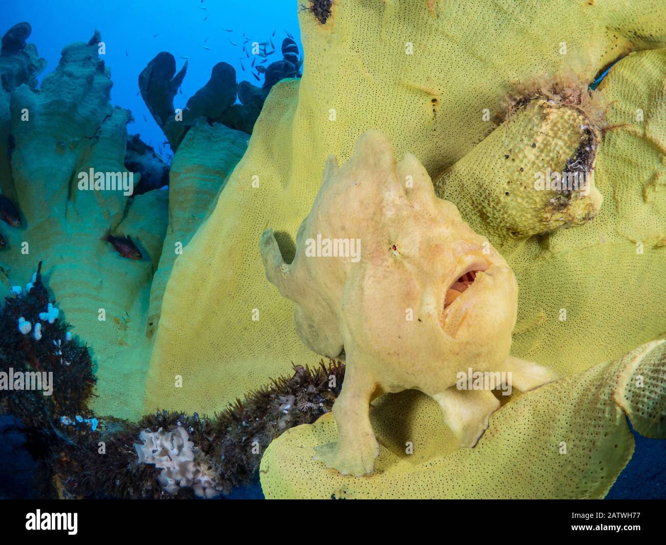 Portrait of a Giant frogfish (Antennarius commersoni) on a large Yellow elephant ear sponge (Ianthella basta). Bitung, North Sulawesi, Indonesia. Lembeh Strait, Molucca Sea. Stock Photo