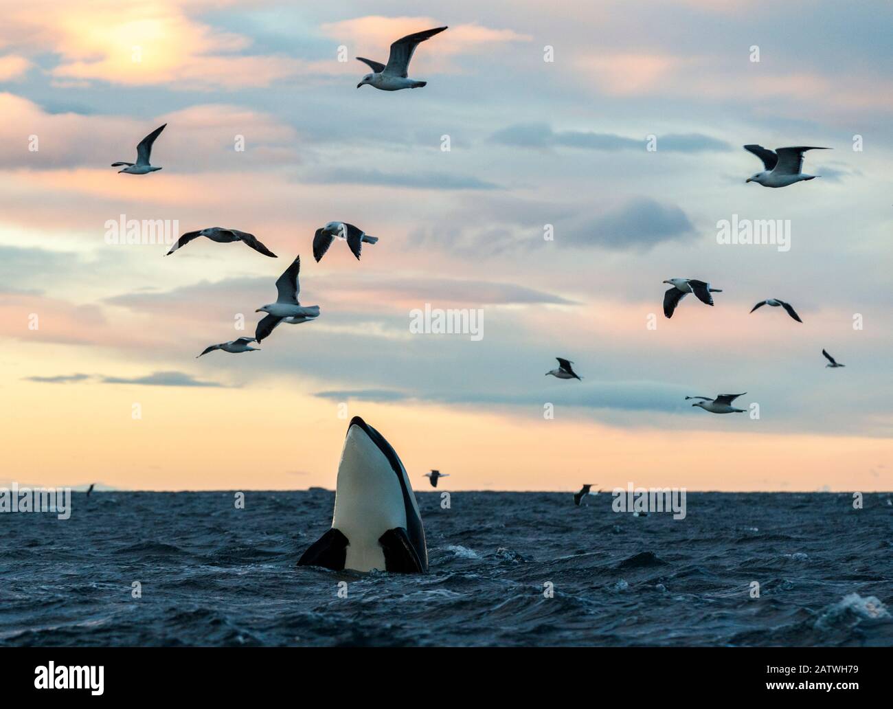Killer whales / orcas (Orcinus orca). Spyhopping. Kvaloya, Troms, Norway November Stock Photo