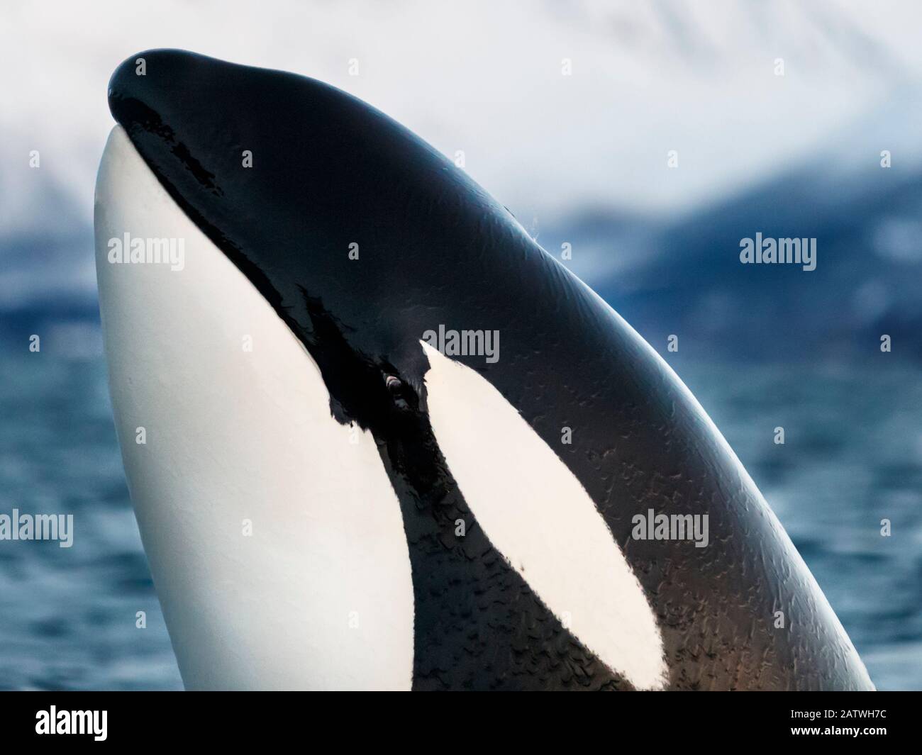 Killer whale / orca (Orcinus orca). Spyhopping very close, showing eye. Kvanangen, Troms, Norway. November Stock Photo